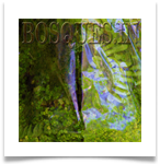 BOSQUES IN MINIATURE FOREST BONSAIS MINIATURA cristales